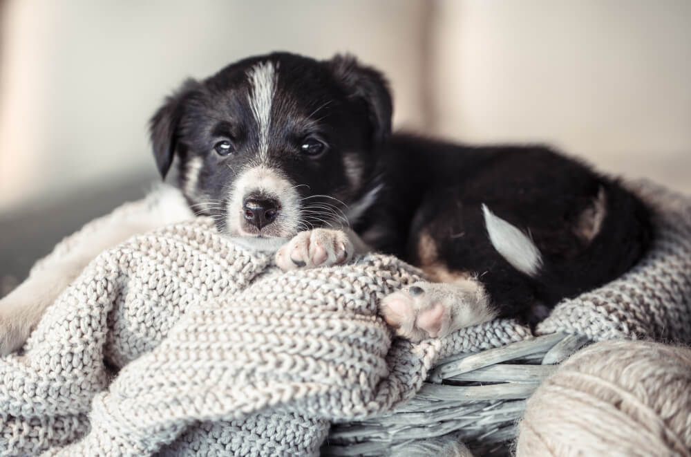 Puppies for Sale Kernersville, NC