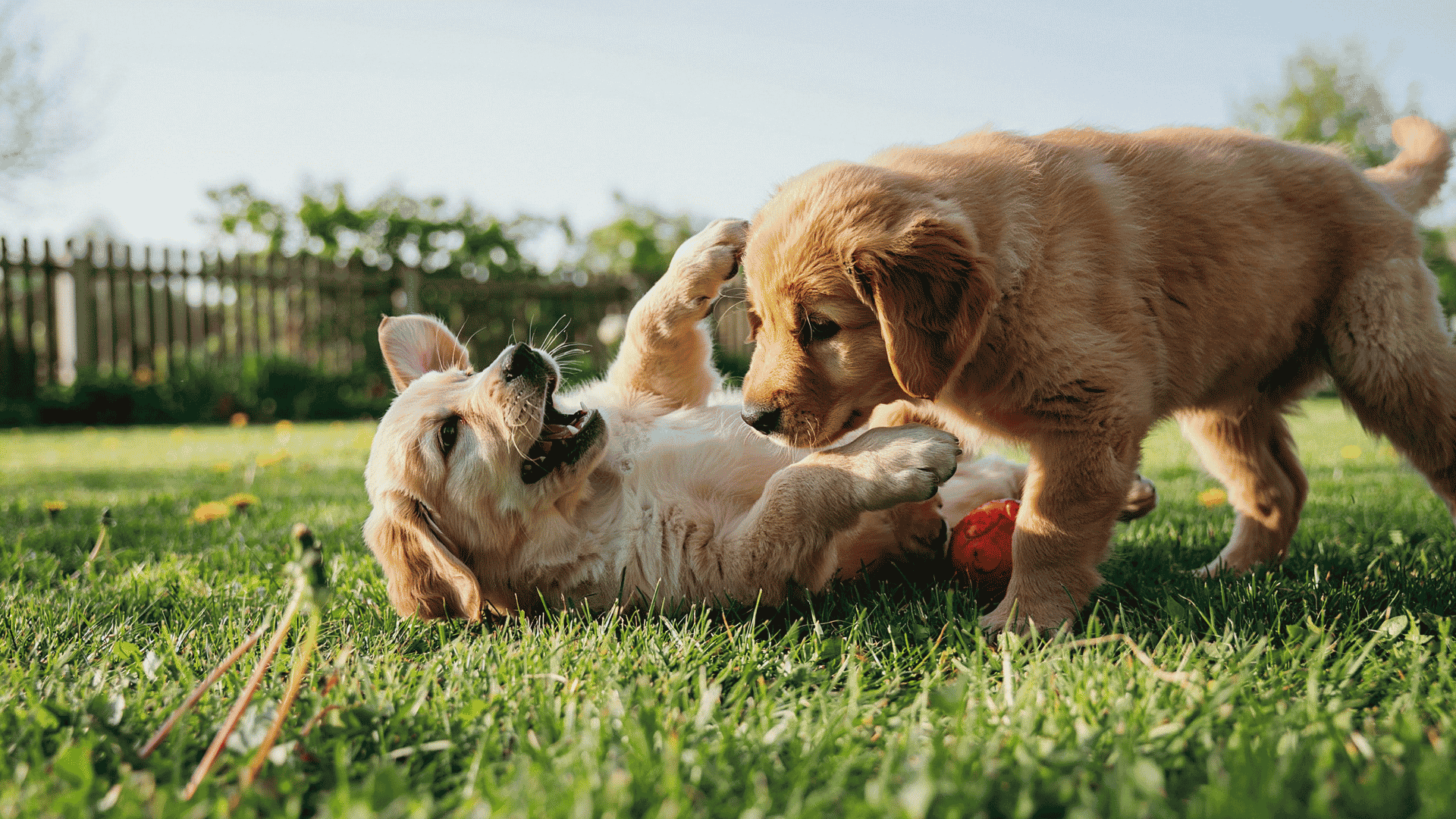 Puppies for Sale Near Virginia Beach, VA