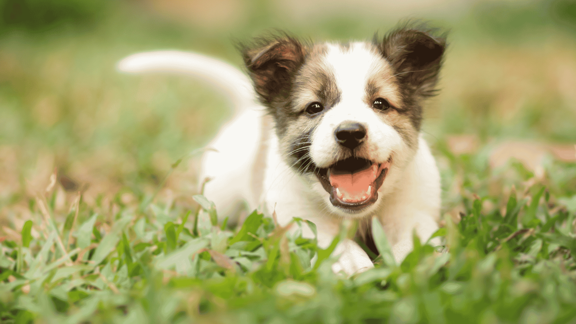 Puppies for Sale Near Atlanta, GA