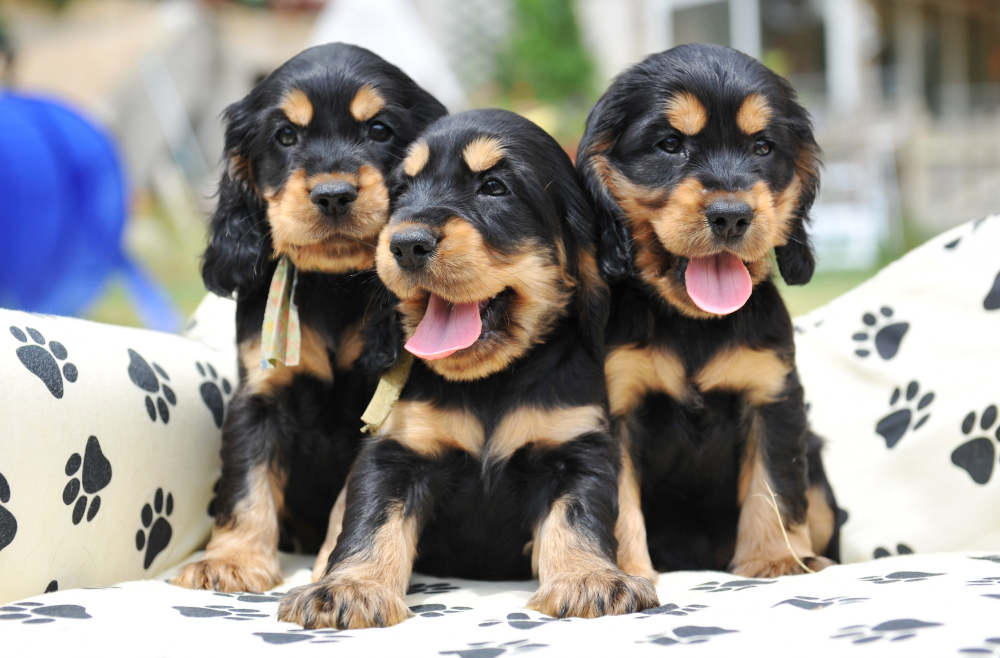 Puppies for sale Cornelius