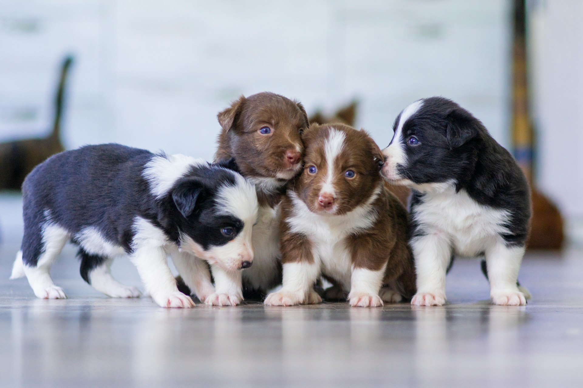 Puppies for Sale Lewisville, NC