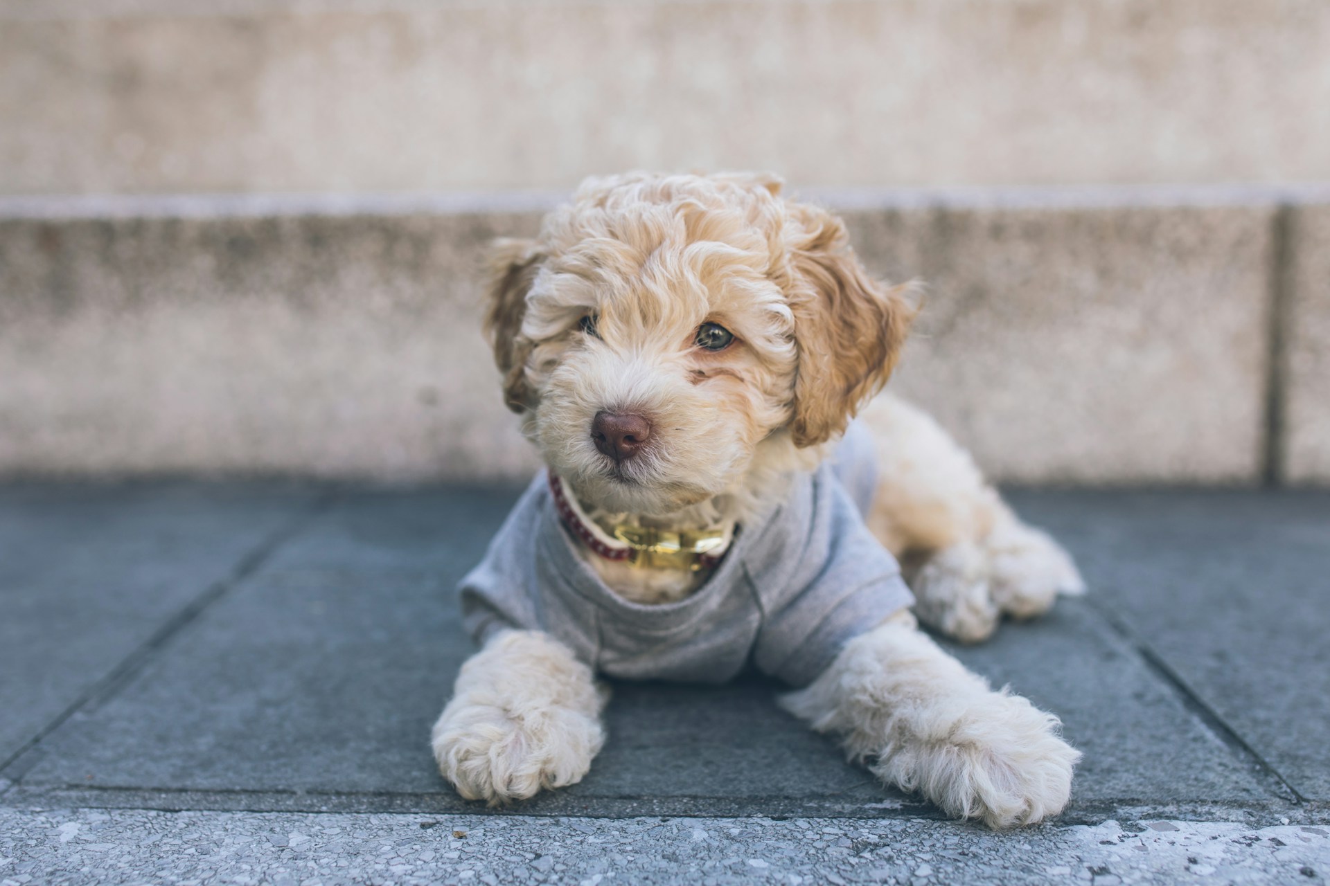 Top Puppy Breeder Near Me