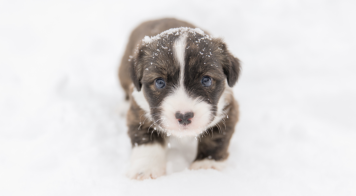 Welsh Corgi Cardigan cute fluffy dog puppy. Close-up portrait of puppy, funny animal