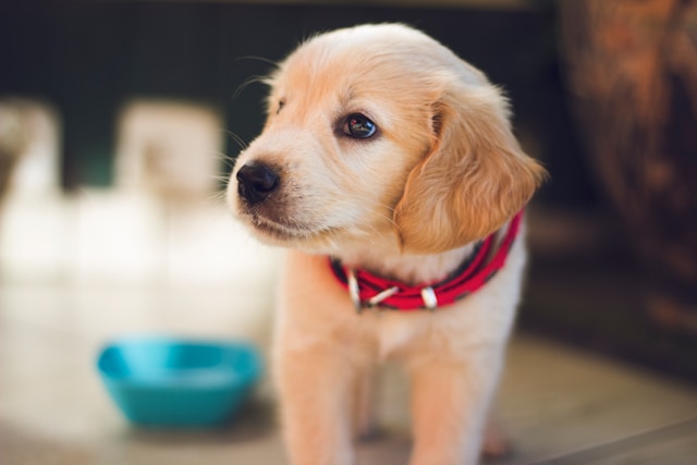 Puppies for Sale Kannapolis, NC