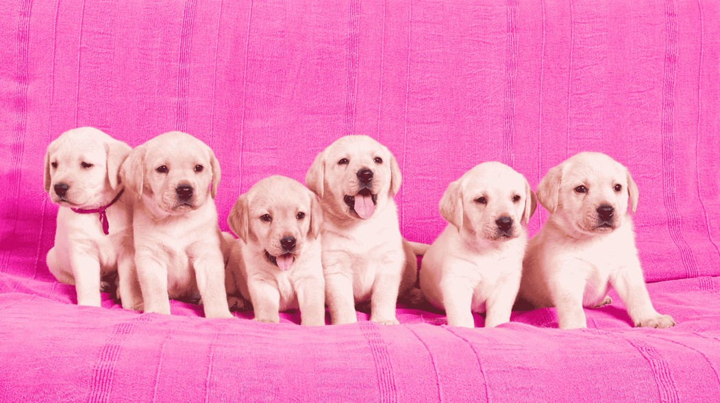 puppies