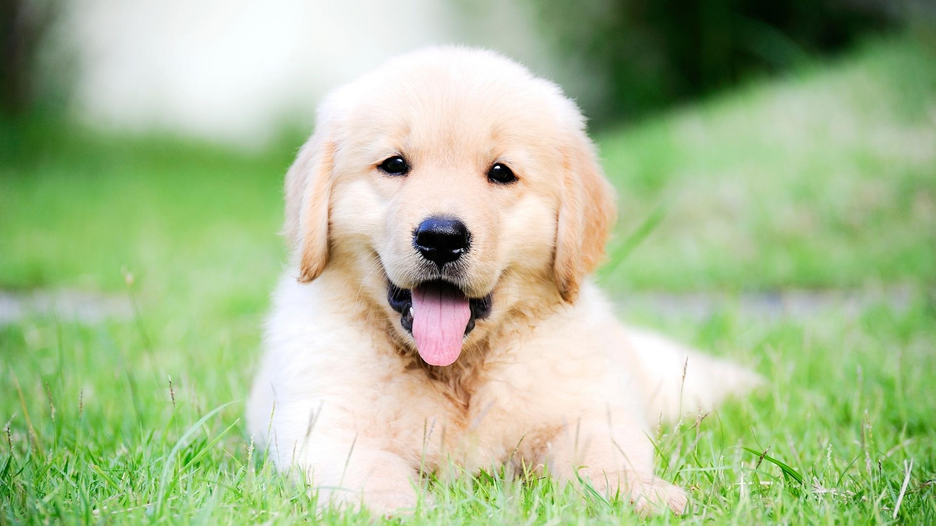 puppy