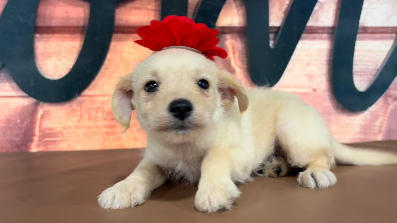 Mini Goldendoodle F 4975