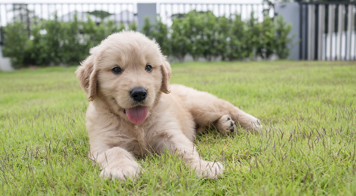 Prepare Your Yard: Create a Safe Space for Your Puppy