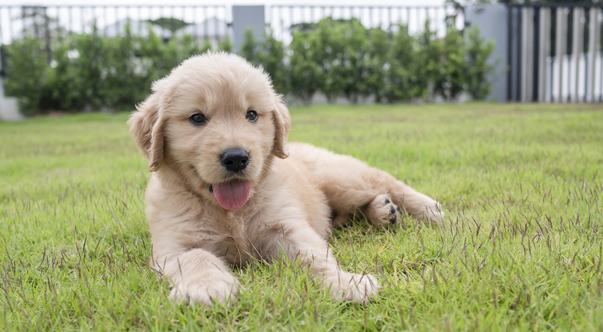 Prepare Your Yard: Create a Safe Space for Your Puppy