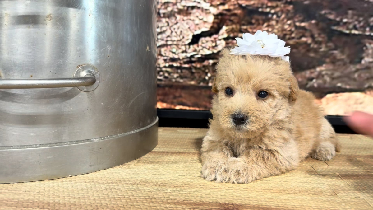 Teddypoo (Malshipoo) Apricot F 9389