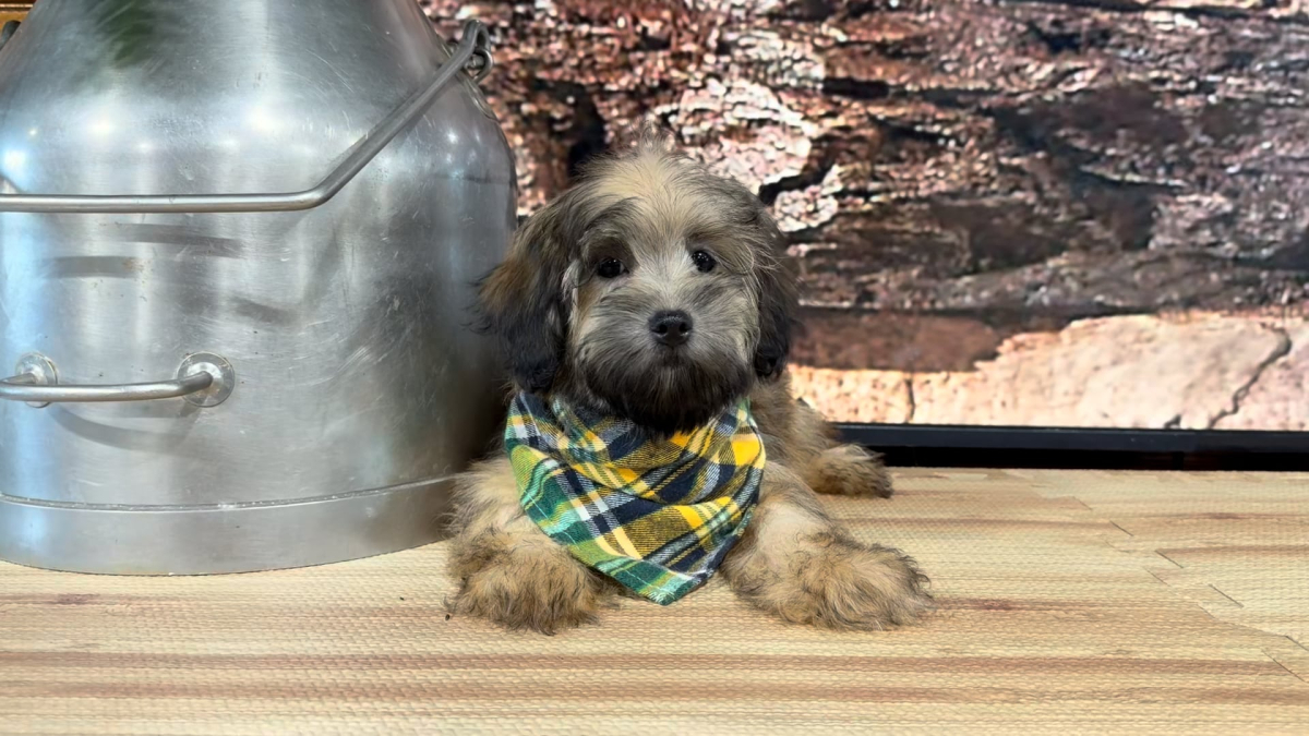 Maltipoo Buckskin M 4847