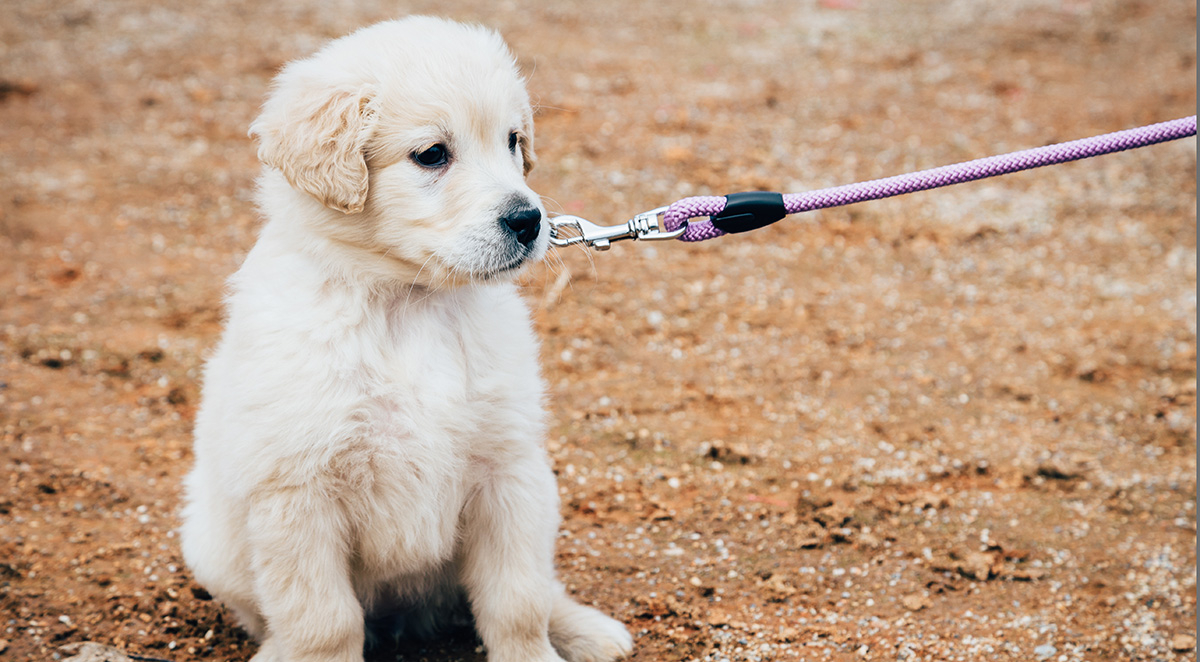 The Ultimate Guide to Puppy Socialization: Building Confidence in Your Young Dog