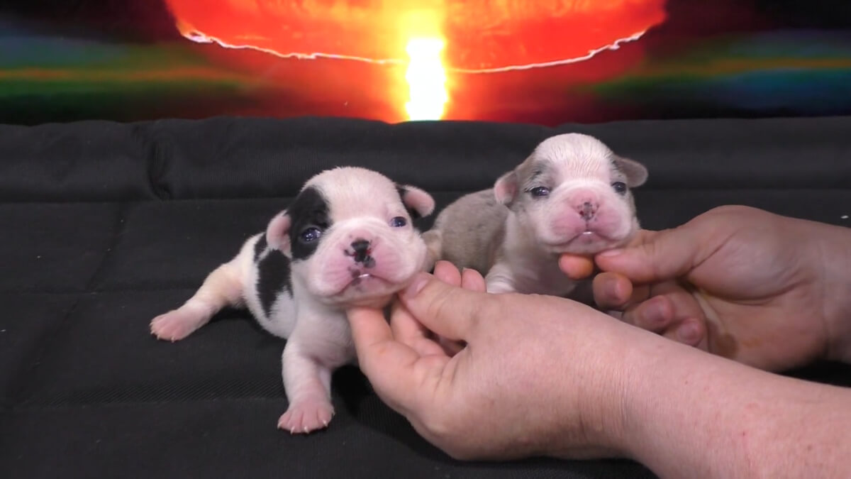 Puppy Ownership!