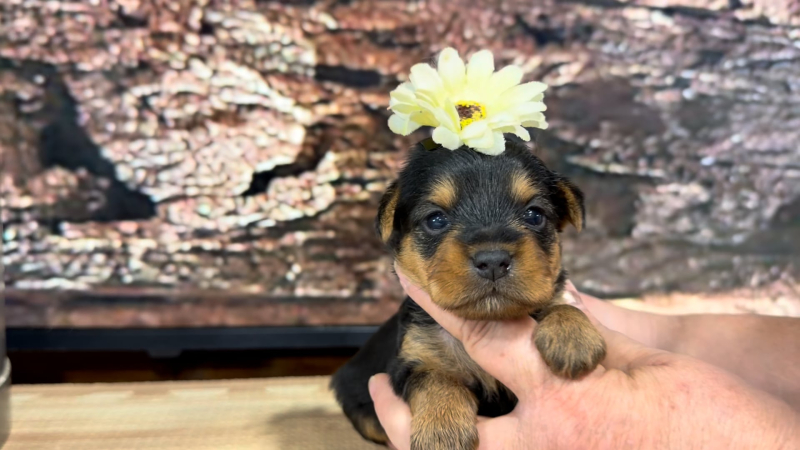 Yorkiepoo F 8860