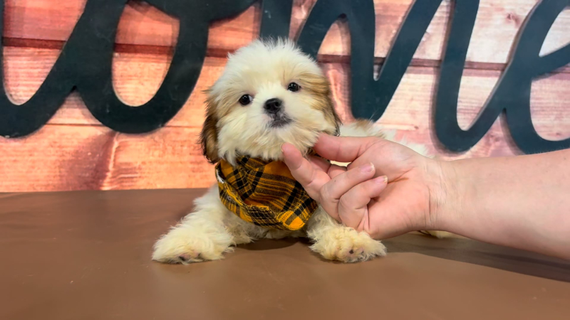 Imperial Shih Tzu M 5058