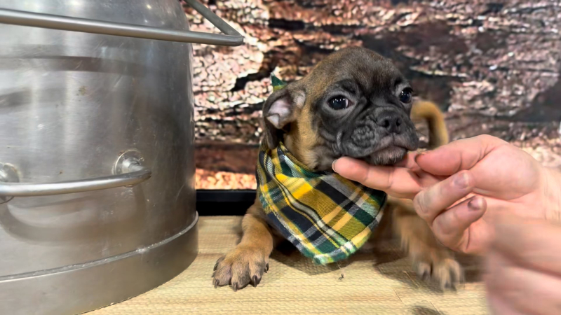 Puggle Fawn &amp; Black M 4791