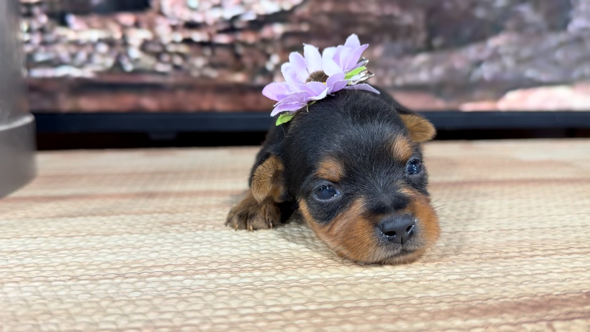 Yorkiepoo F 8852