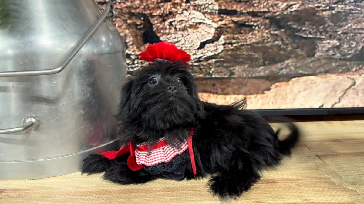 Maltipoo Black F 5067