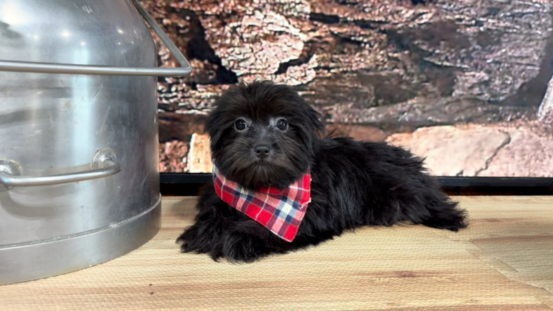 Maltipoo Black Brindle M 4777