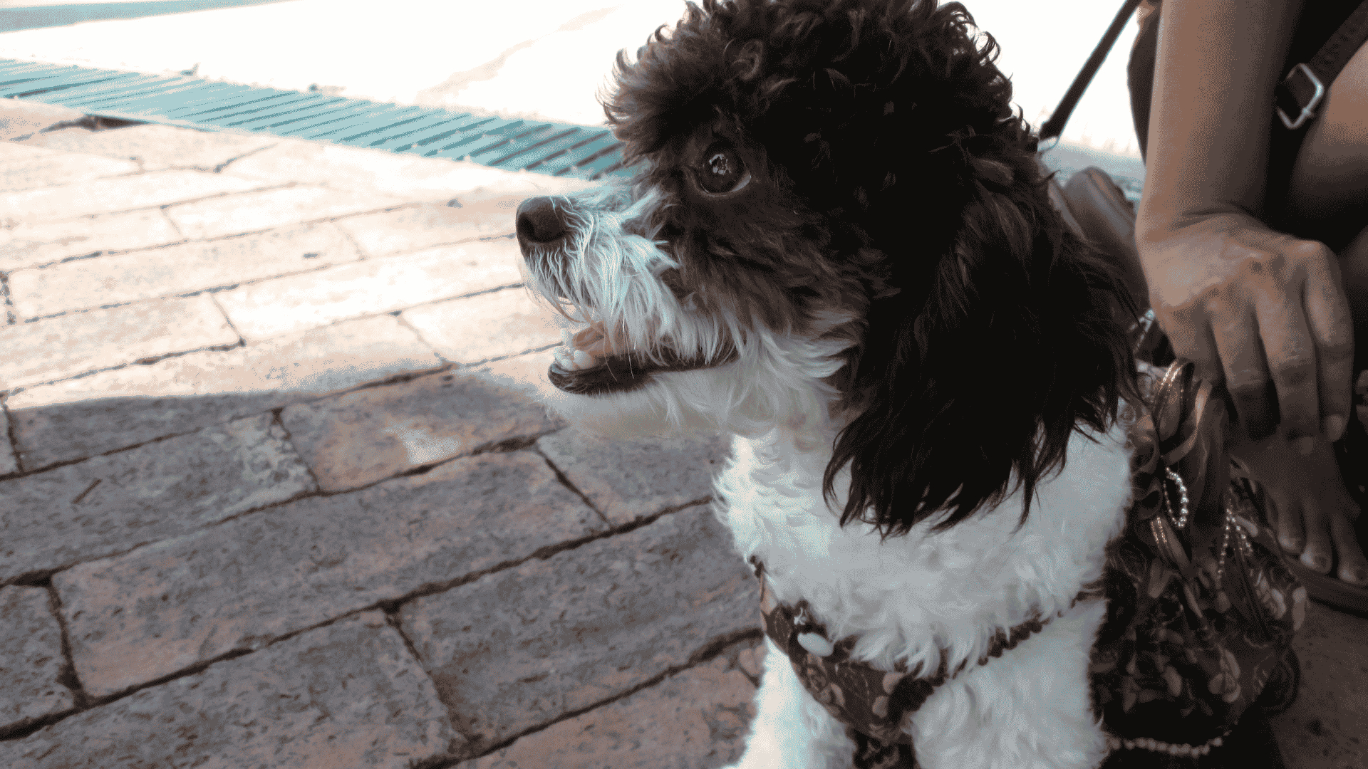 What Is a Poogle? The Complete Guide to the Beagle-Poodle Mix