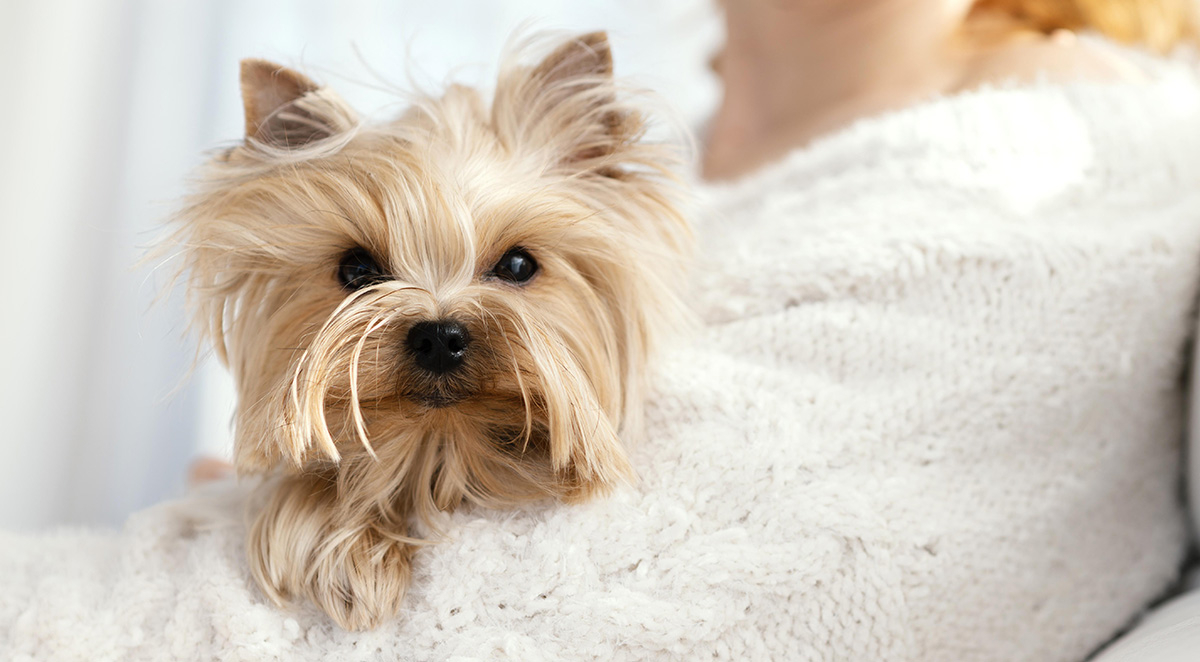 Yorkie-Poo Puppies: The Complete Family Guide