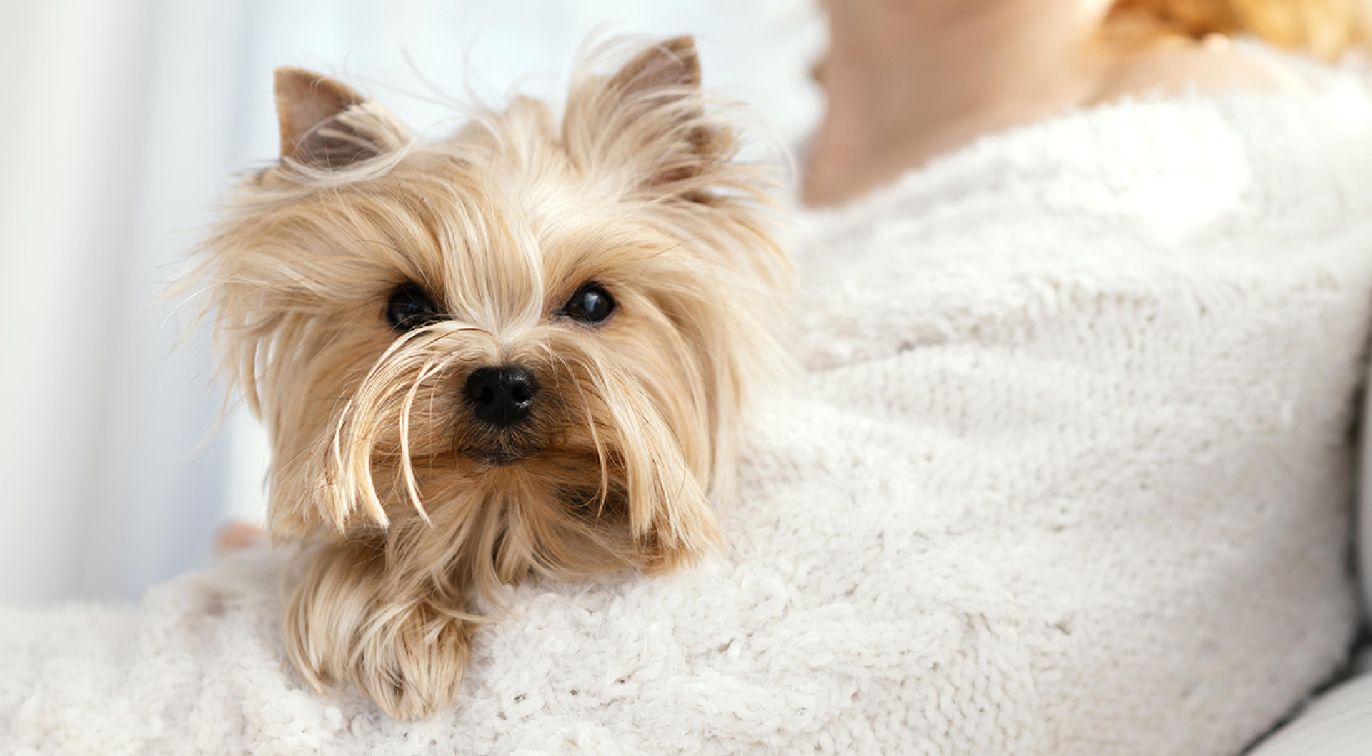 Yorkie-Poo Puppies: The Complete Family Guide