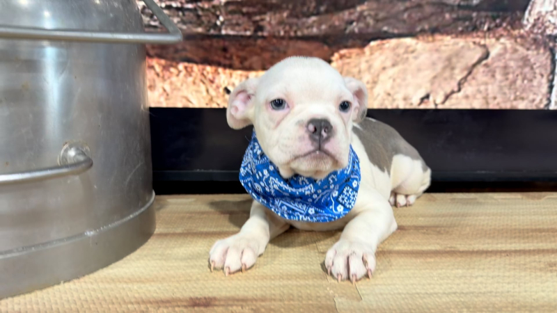 English Frenchie Blue Eyes M 4880