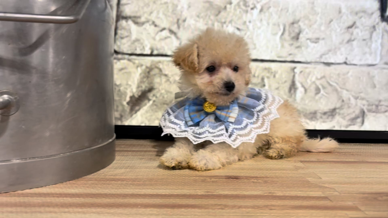 Maltipoo F 4720