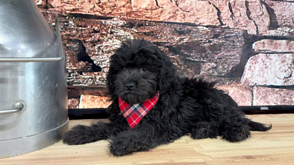 Maltipoo M 4782