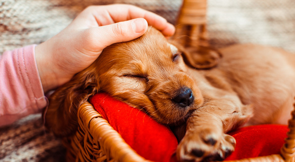 How to Build a Strong Bond with Your New Puppy