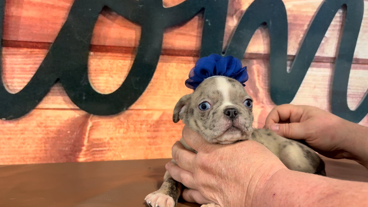 Frenchton Blue Eyes F 5065