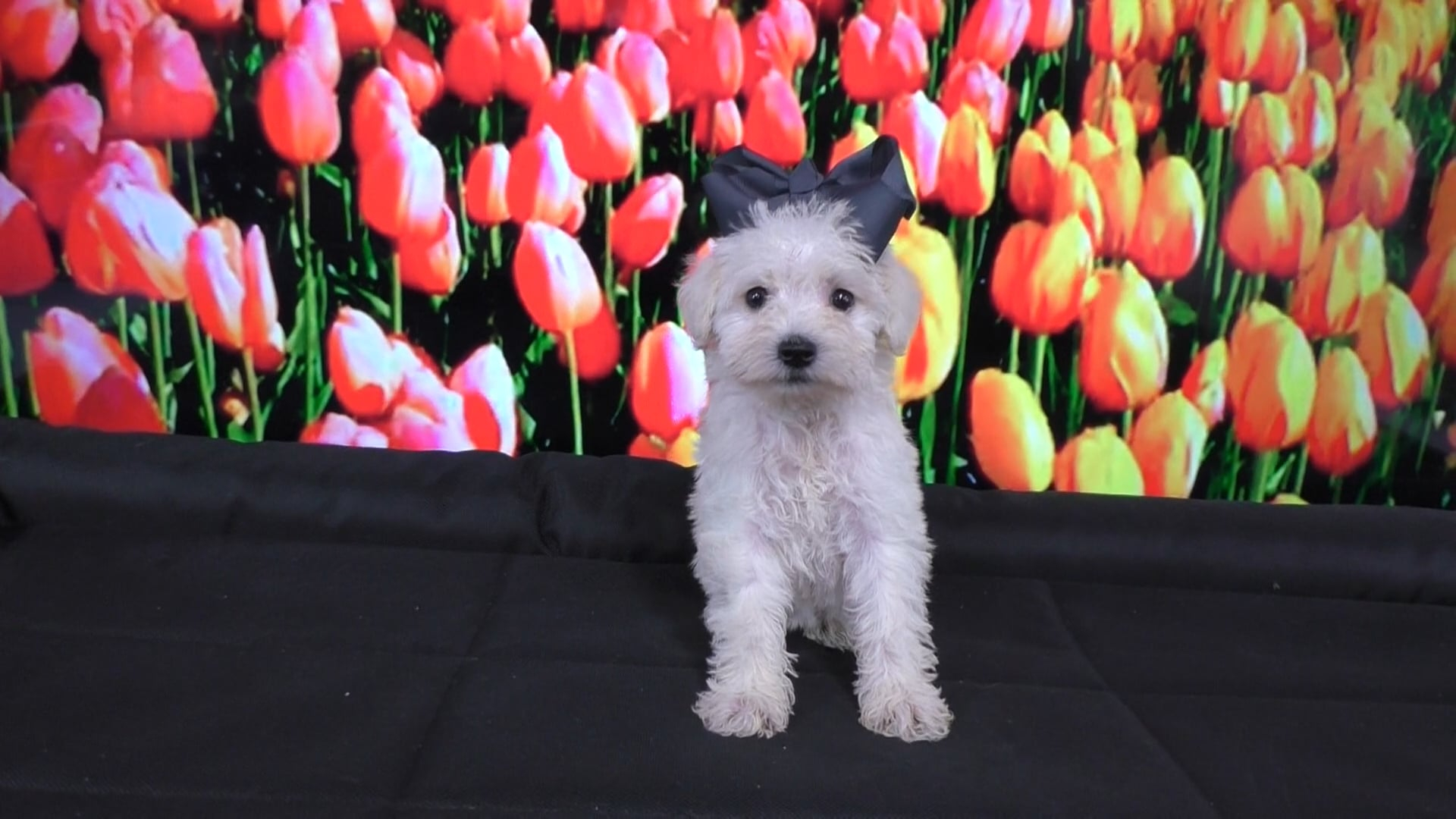 Which Puppies Have The Best Personalities?