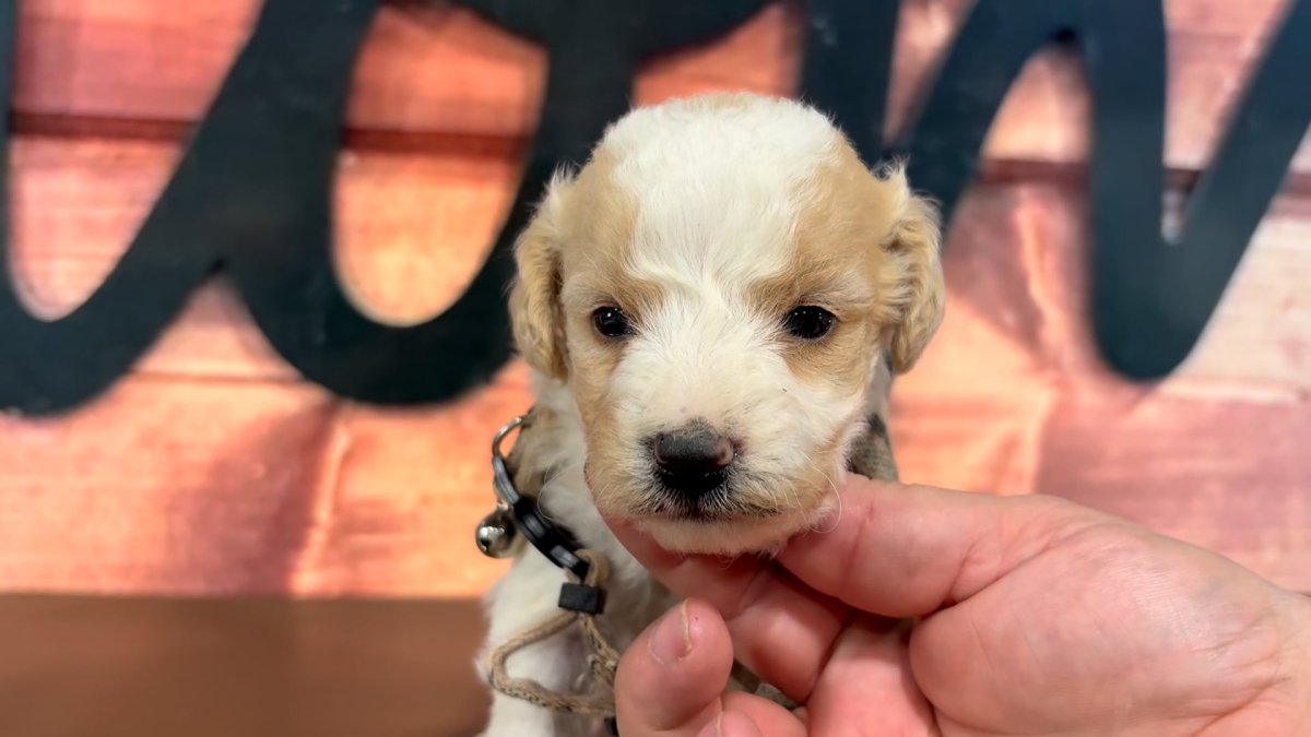 Mini Goldendoodle Fancy M 4963