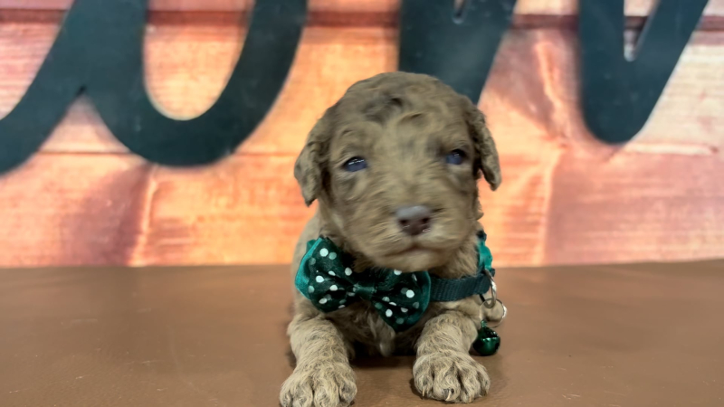 Mini Goldendoodle M 4764