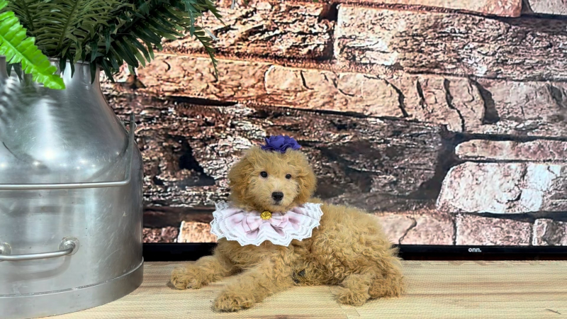 Maltipoo F 4788