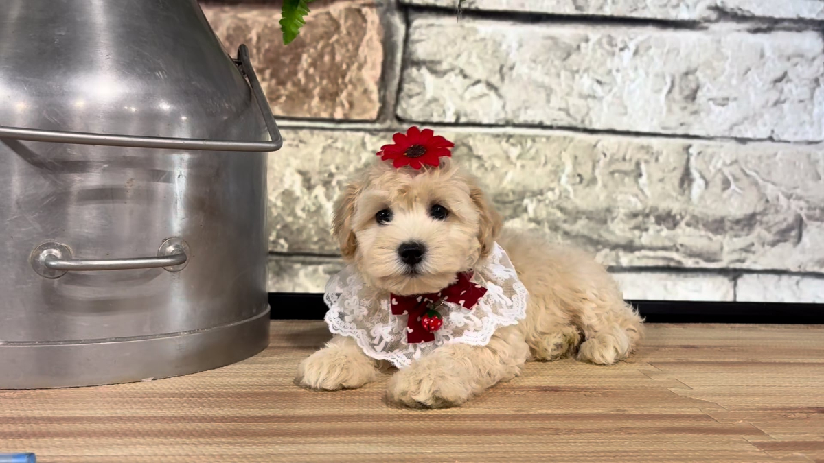 Maltipoo Apricot F 4716