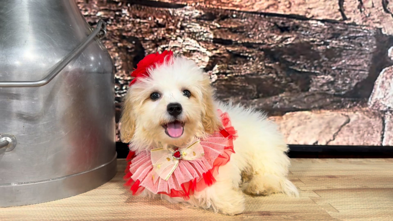 Maltipoo Peaches &amp; Creme F 4794