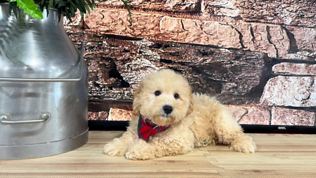 Teddypoo M 4795