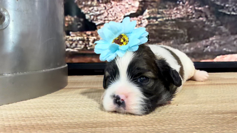 Pekeapoo F 8846