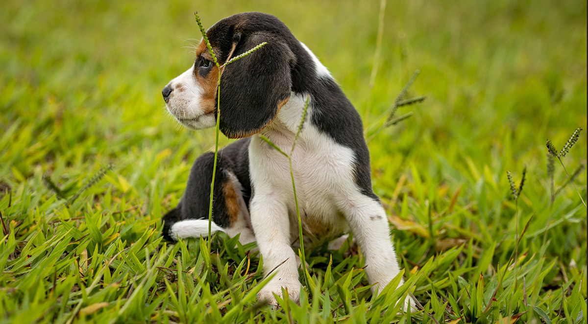 Puppy Exercise Guidelines: How Much Activity Different Breeds Really Need
