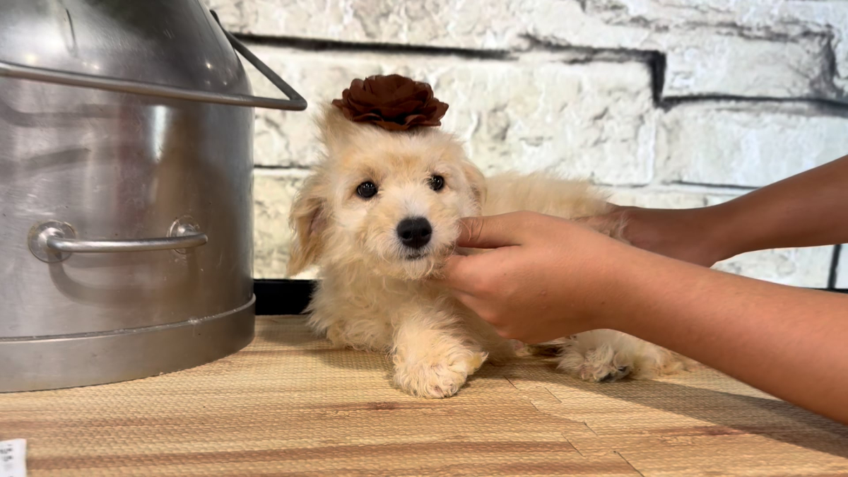 Mini Goldendoodle Fancy F 4968
