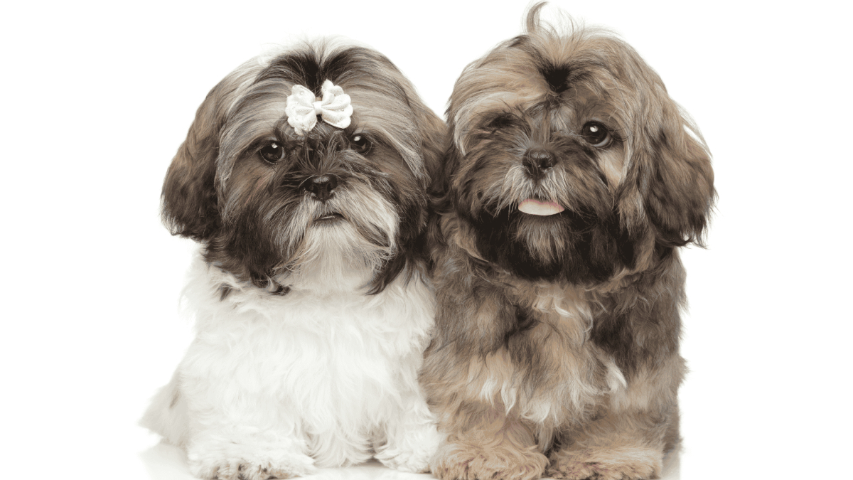 Summer Heat Safety for Small and Flat-Faced Puppies