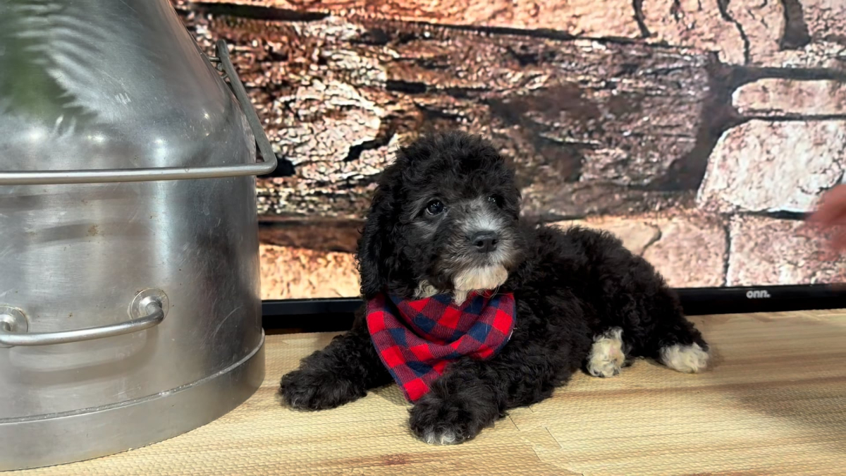 Maltipoo M 4870