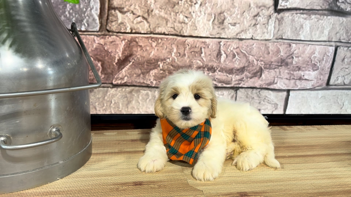 Cavapoo M 4879