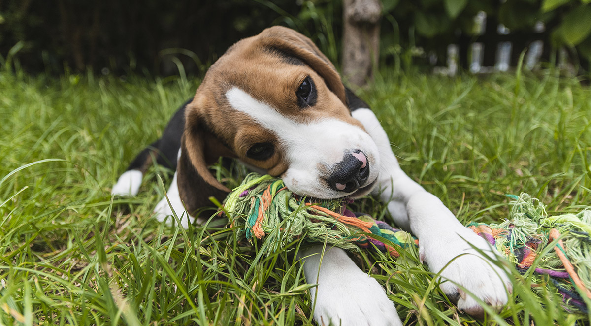Puppy Teething: A Complete Guide to Surviving the Chewing Phase